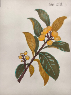 《华旭植物志》——少年植物艺术展802.png 《华旭植物志》——少年植物艺术展802.png