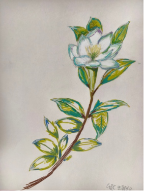 《华旭植物志》——少年植物艺术展800.png 《华旭植物志》——少年植物艺术展800.png